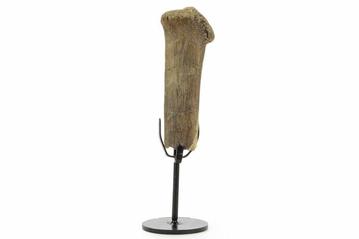 Fossil Hadrosaur Chevron Bone w/ Metal Stand - South Dakota #378570